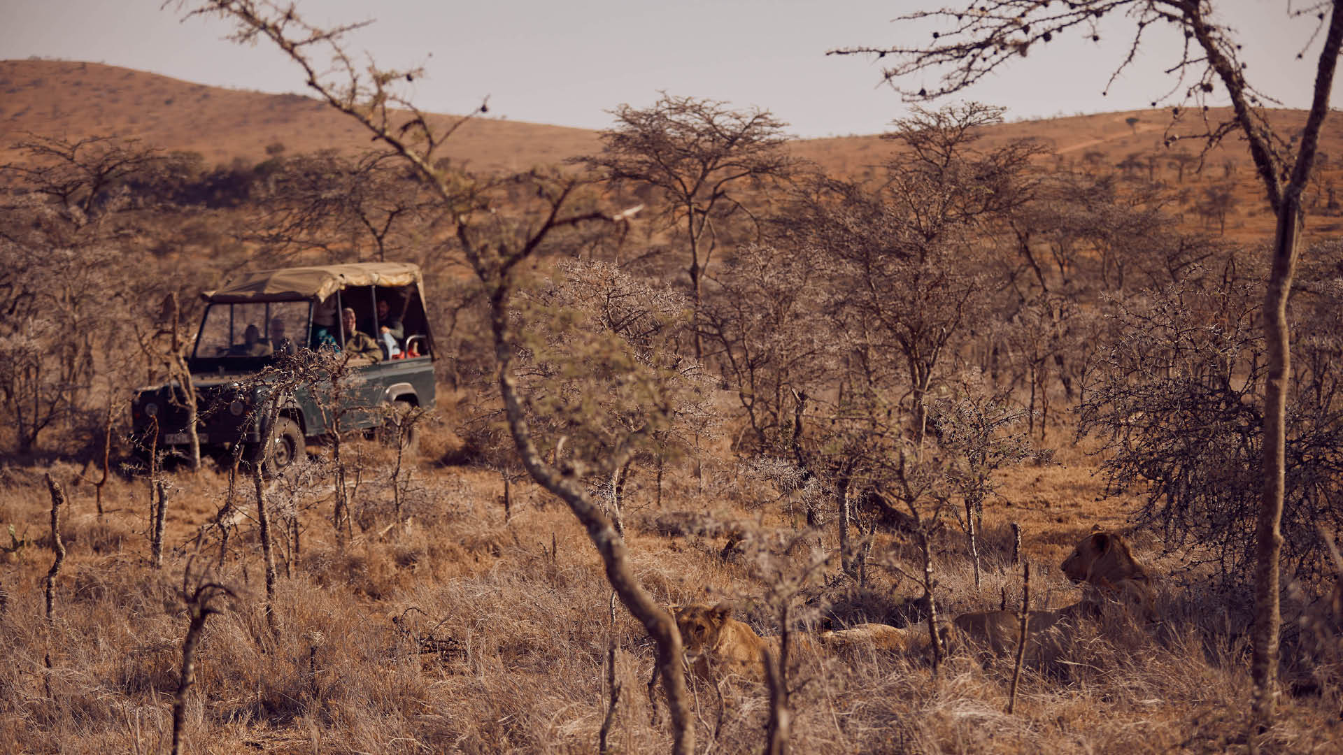 A game drive on safari in Kenya