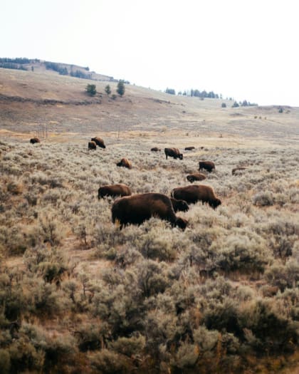 Bison grazing at Yellowstone National Park.