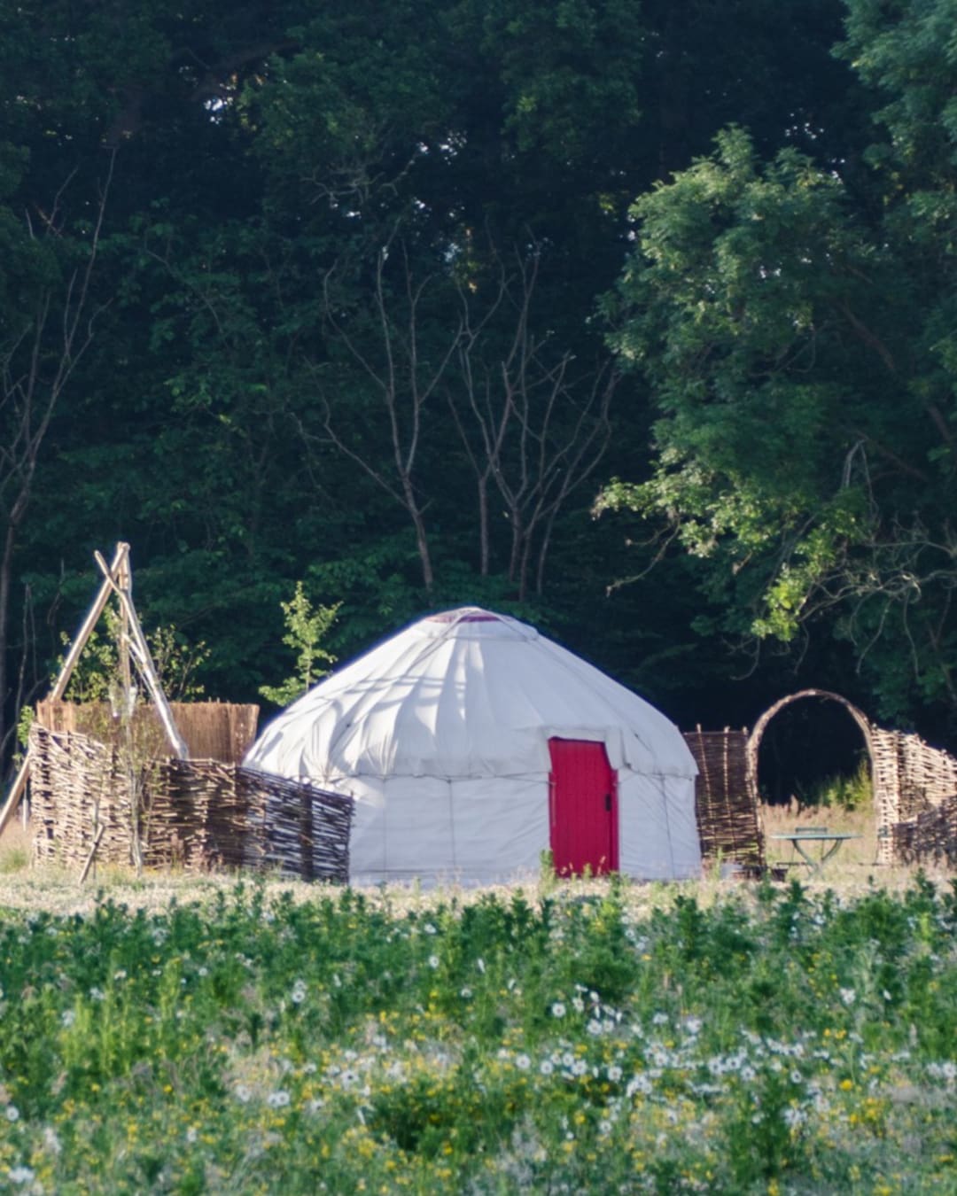 A white yurt with a red door surrounded by a bent woven willow fence on a grassy field in Knepp Estate, West Sussex, with trees in the background.