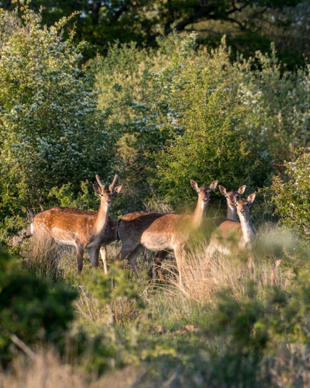 Four red deer stand in a small clearing by low trees in Knepp Estate in West Sussex, UK.