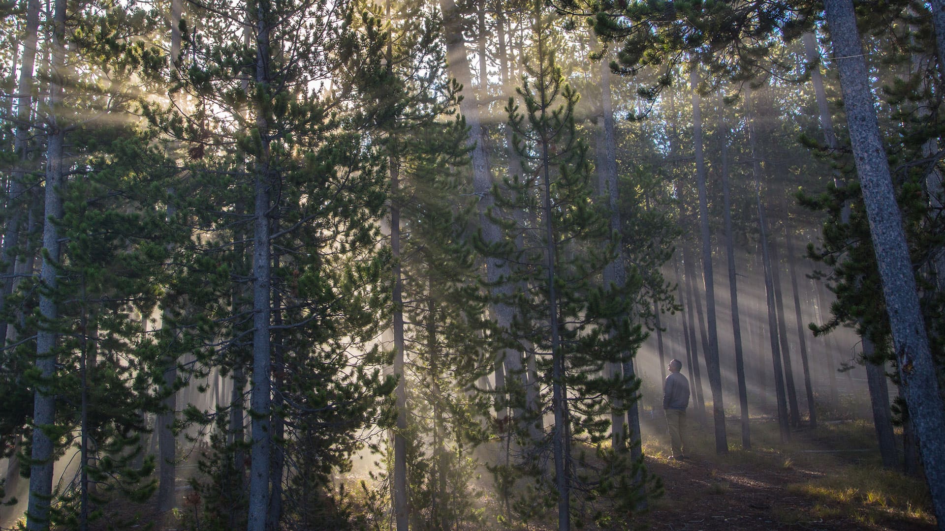 Light filters through tall pine trees at Yellowstone National Park.