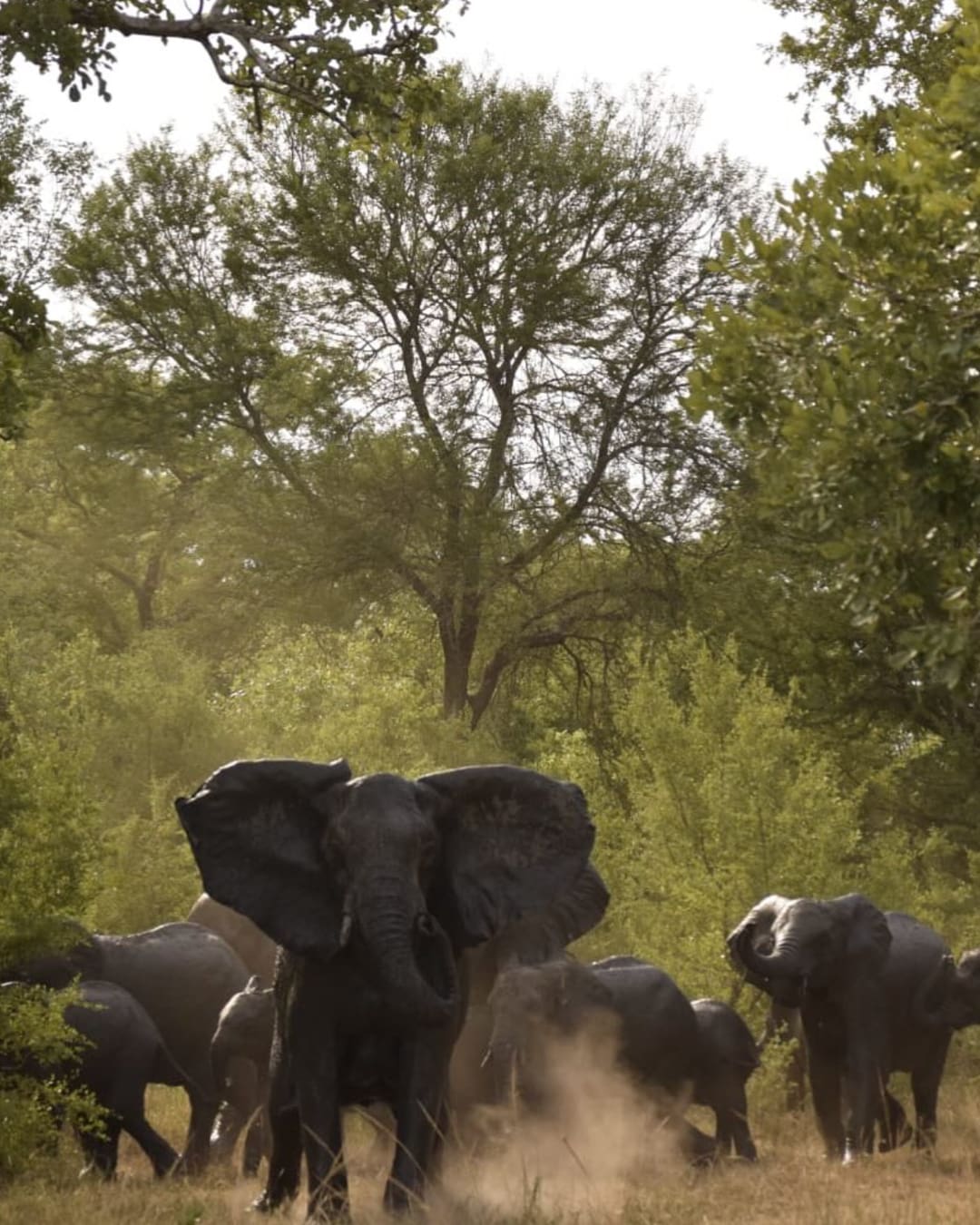 An elephant family in a clearing in Gorongosa National Park, Mozambique.