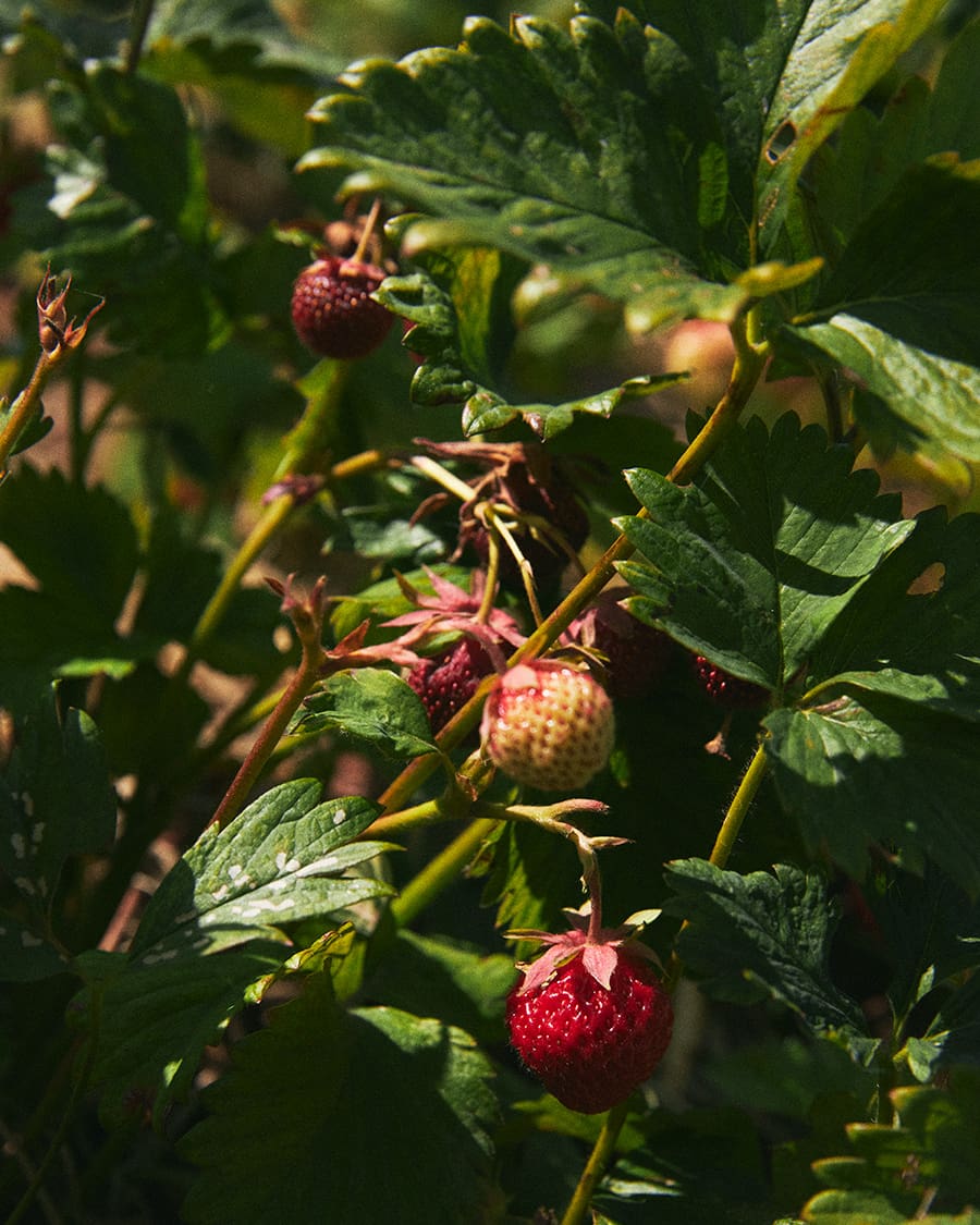 Strawberry field in Copenhagen