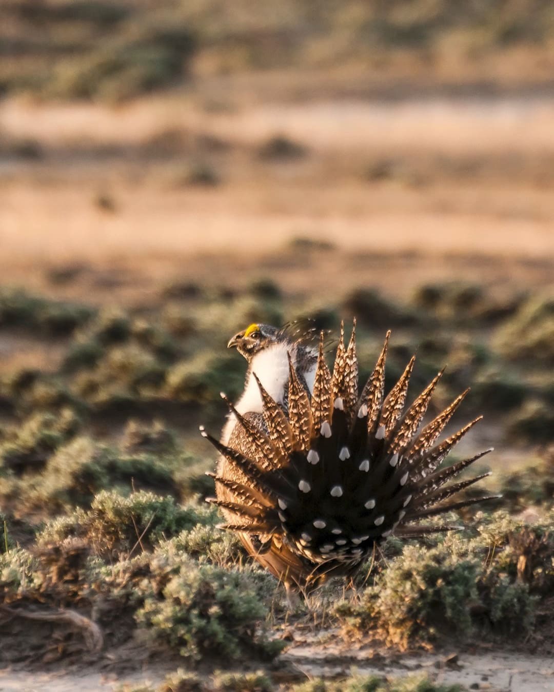 A sage grouse in American Prairie nature reserve in Montana, US, at sunset.