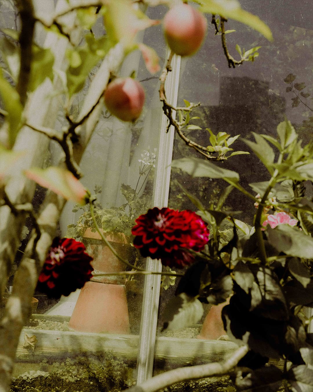 A close up of apples growing on a tree and red flowers in front of a glass window.