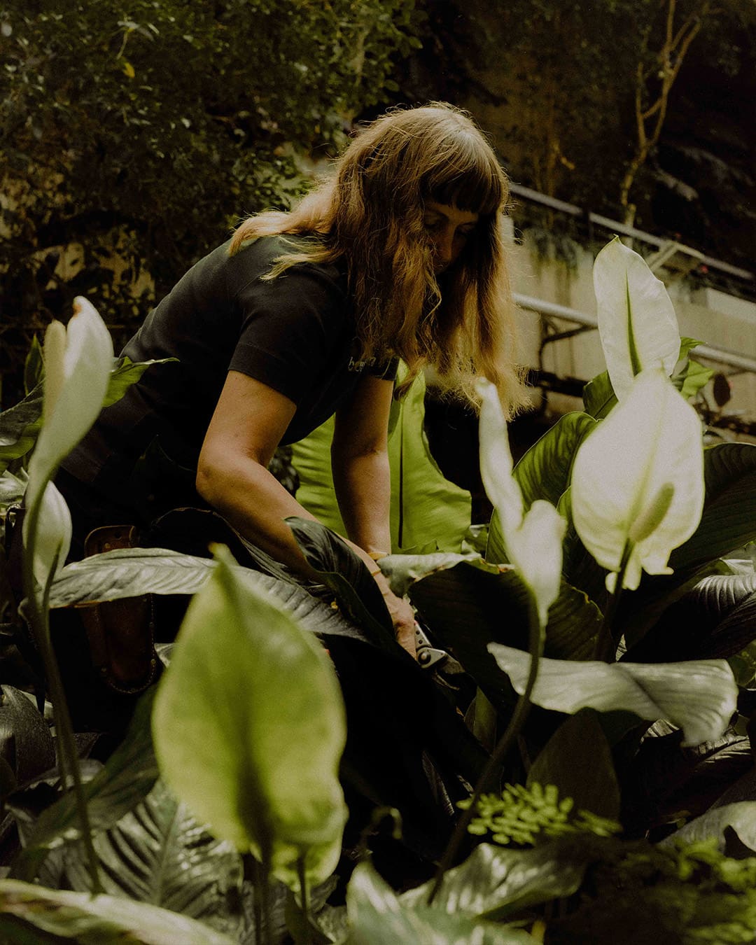 Gardener Sarah Fox leans to prune a lily in the Barbican Conservatory.