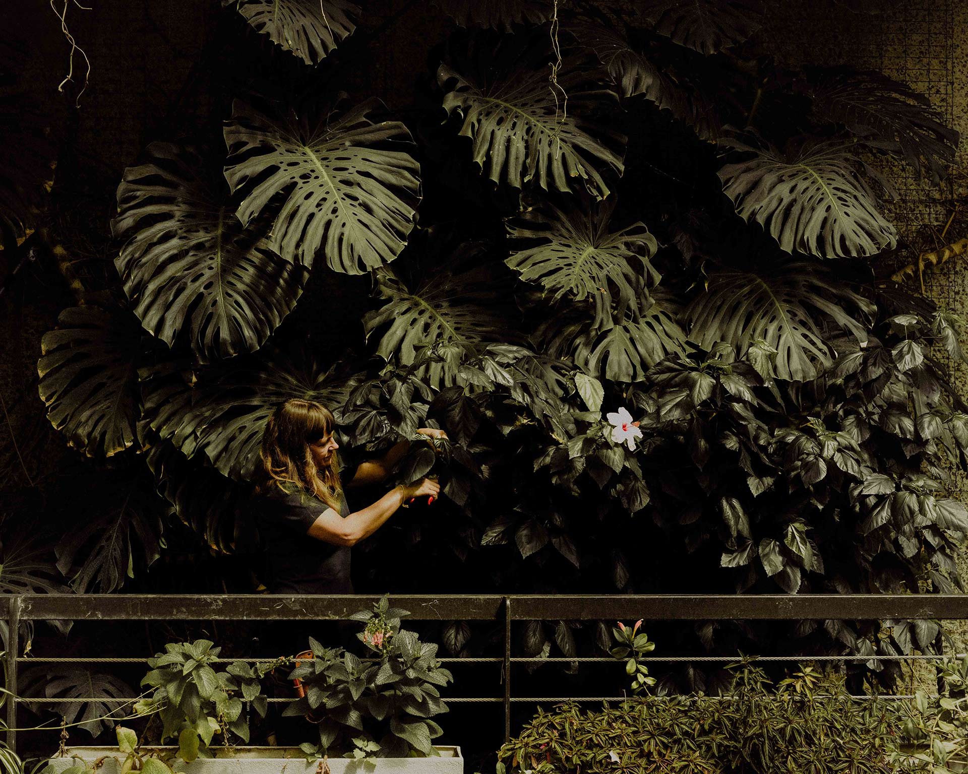 Gardener Sara Fox prunes in one of the conservatory terraces