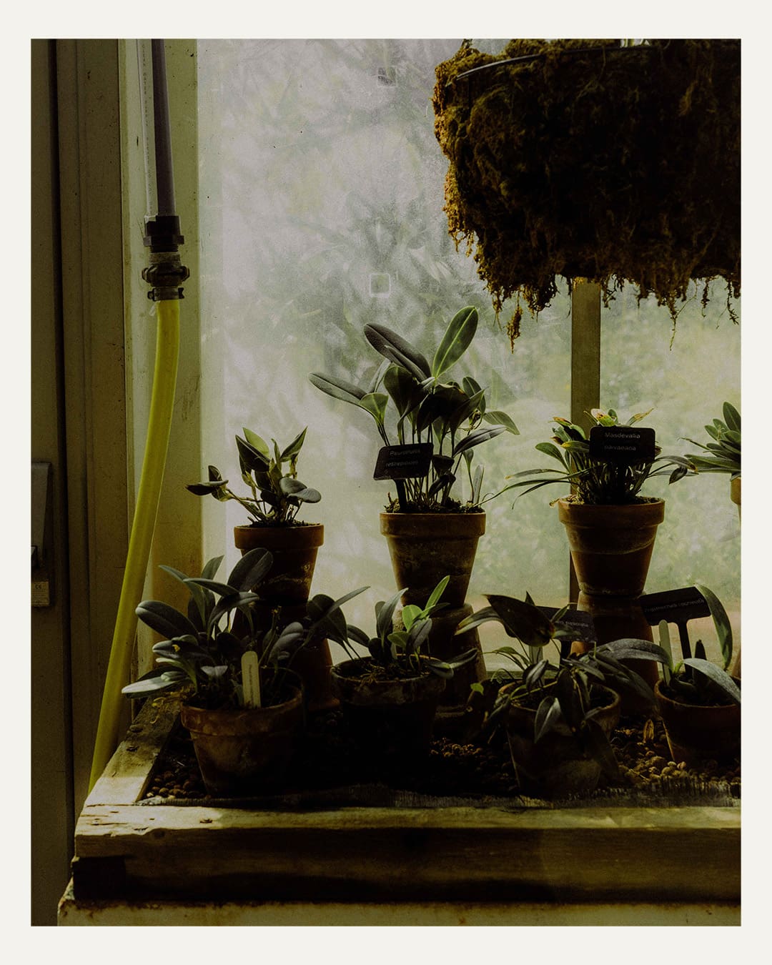 Young plants grow in small pots, silhouetted against a glass window.