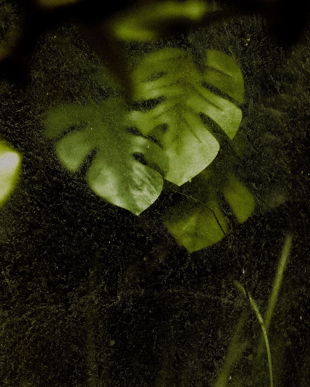 A detail of a monstera's leaves against a shadowy background.