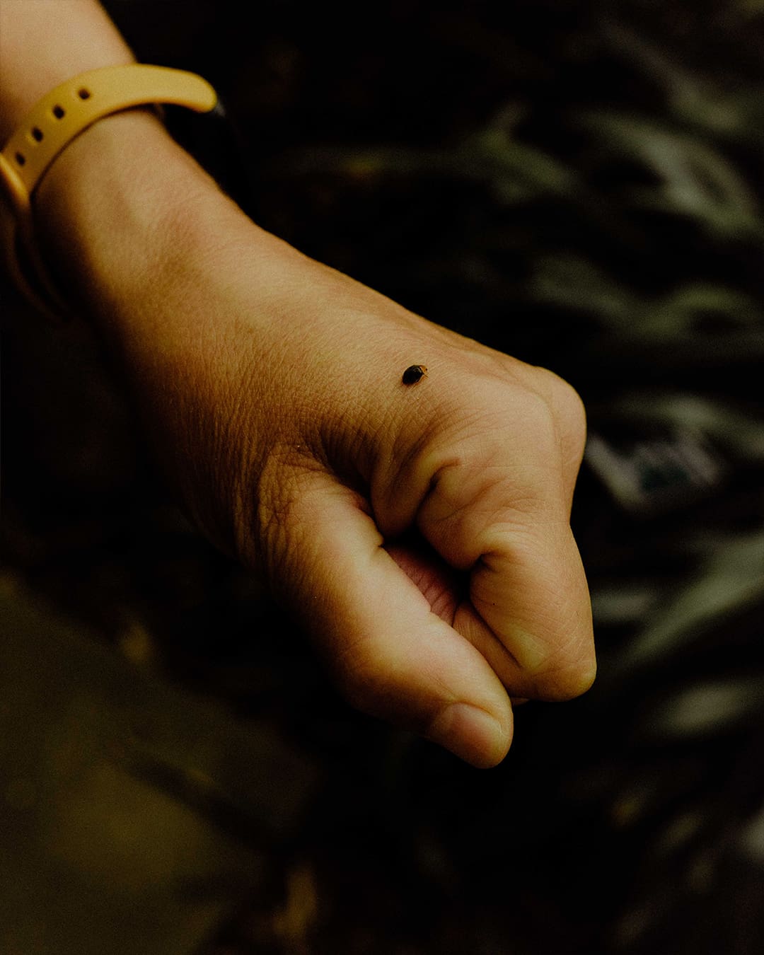 A ladybird crawls on a person's hand.