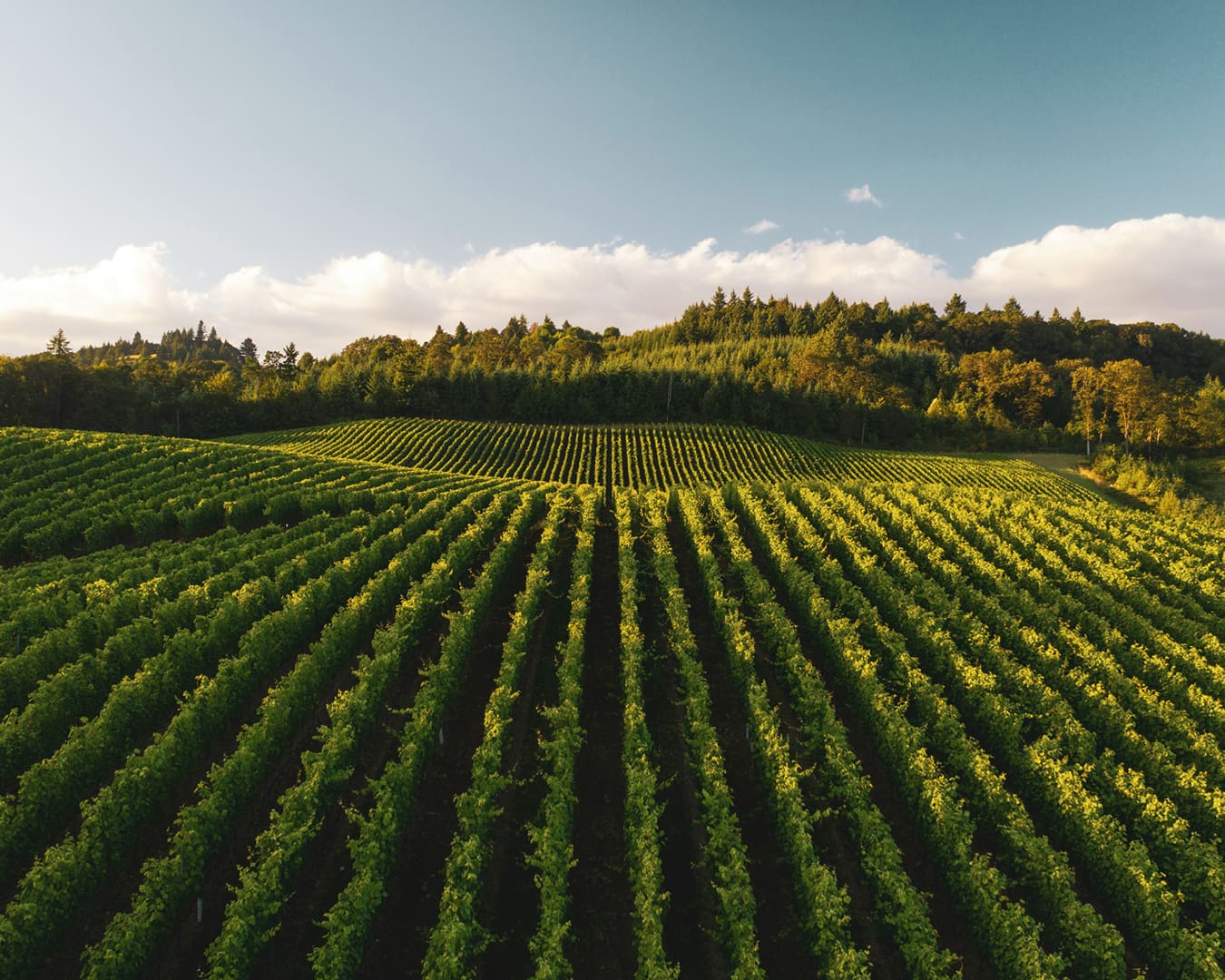 Rolling hills on a vineyard in Oregon, US