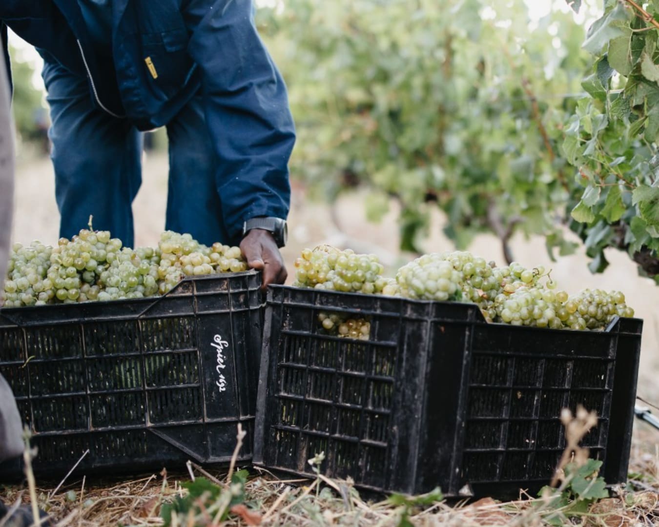 Grape harvest at Spier