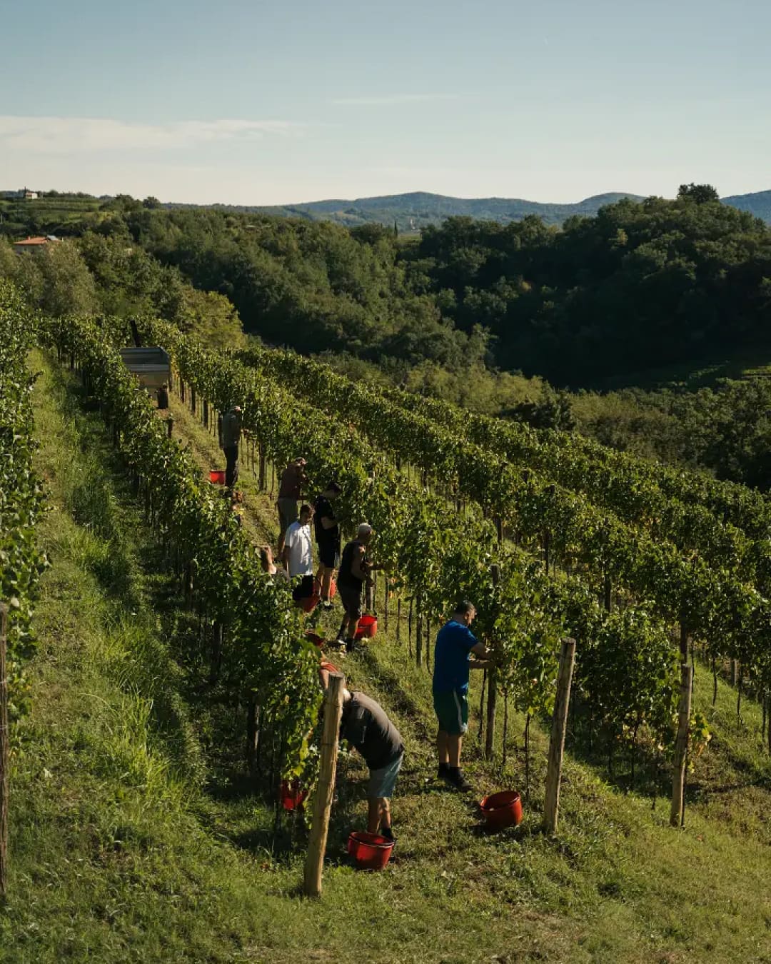 Wine harvest at Bužinel Winery