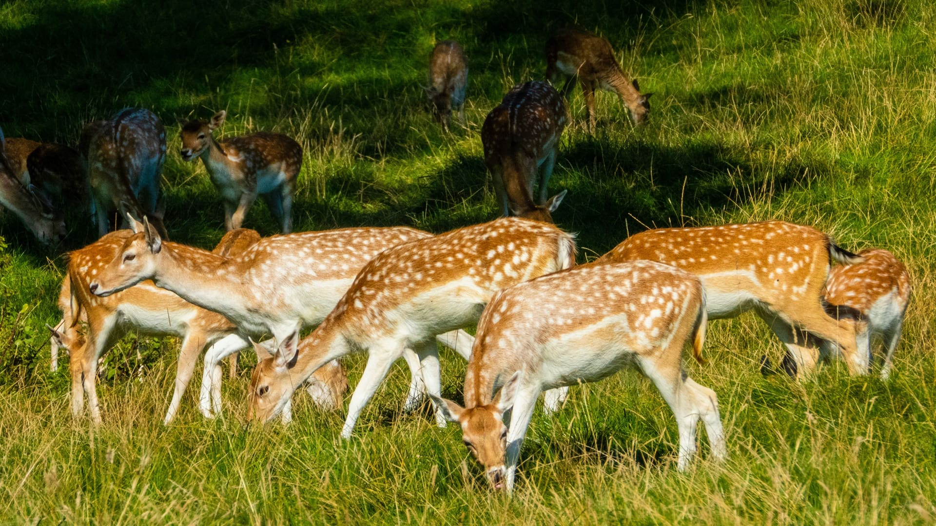 Deer in Dyrham Park National Trust