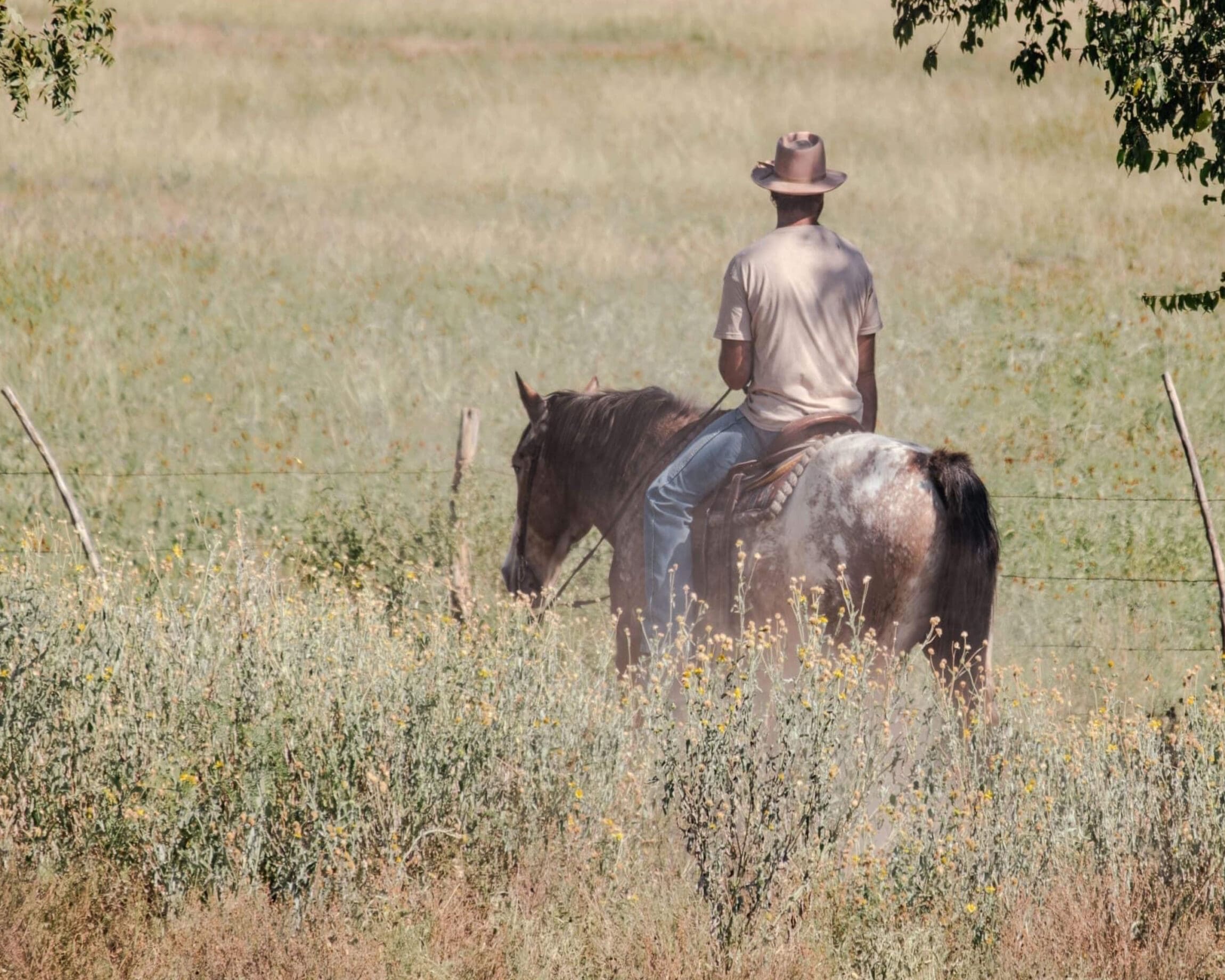 Cowboy on horseback at Mayan Ranch