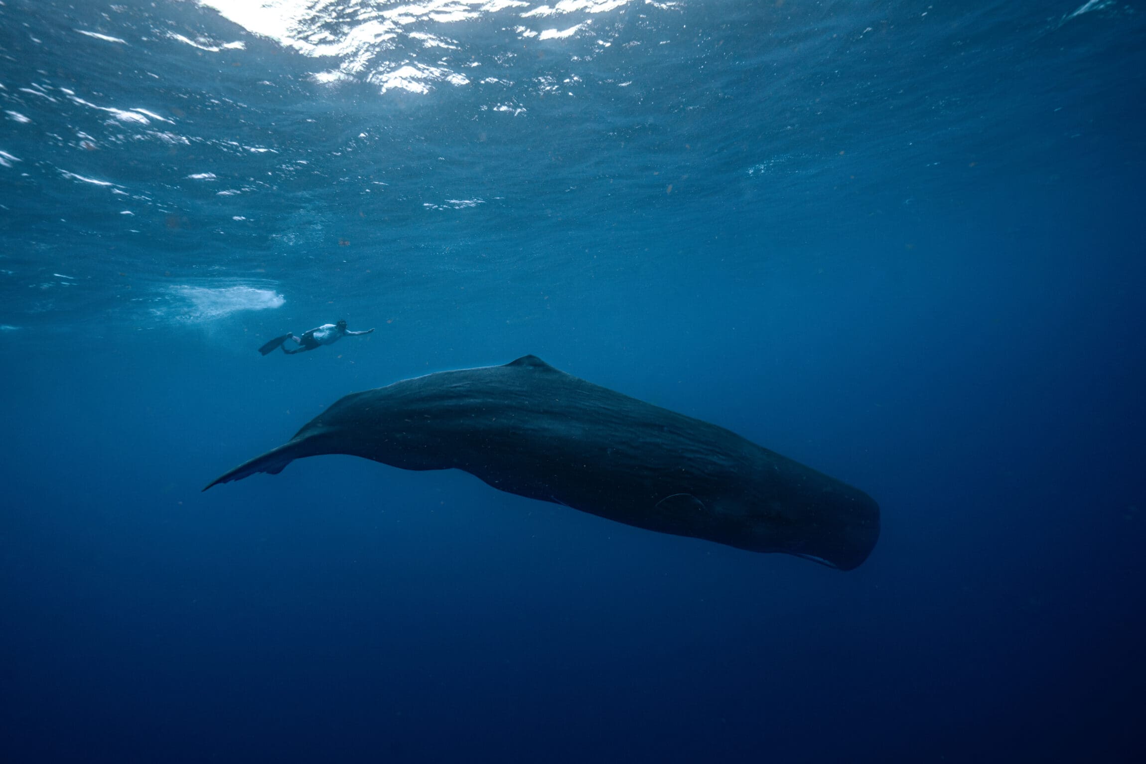 A woman swims with a whale in a blue ocean in Dominica. Photography by Pier Nirandara