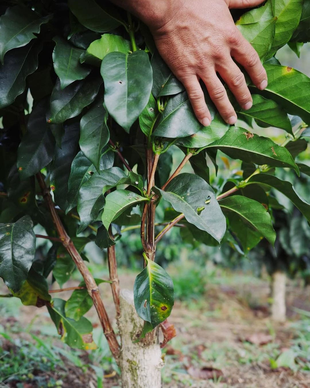 Coffee plant, Finca Mariposa.