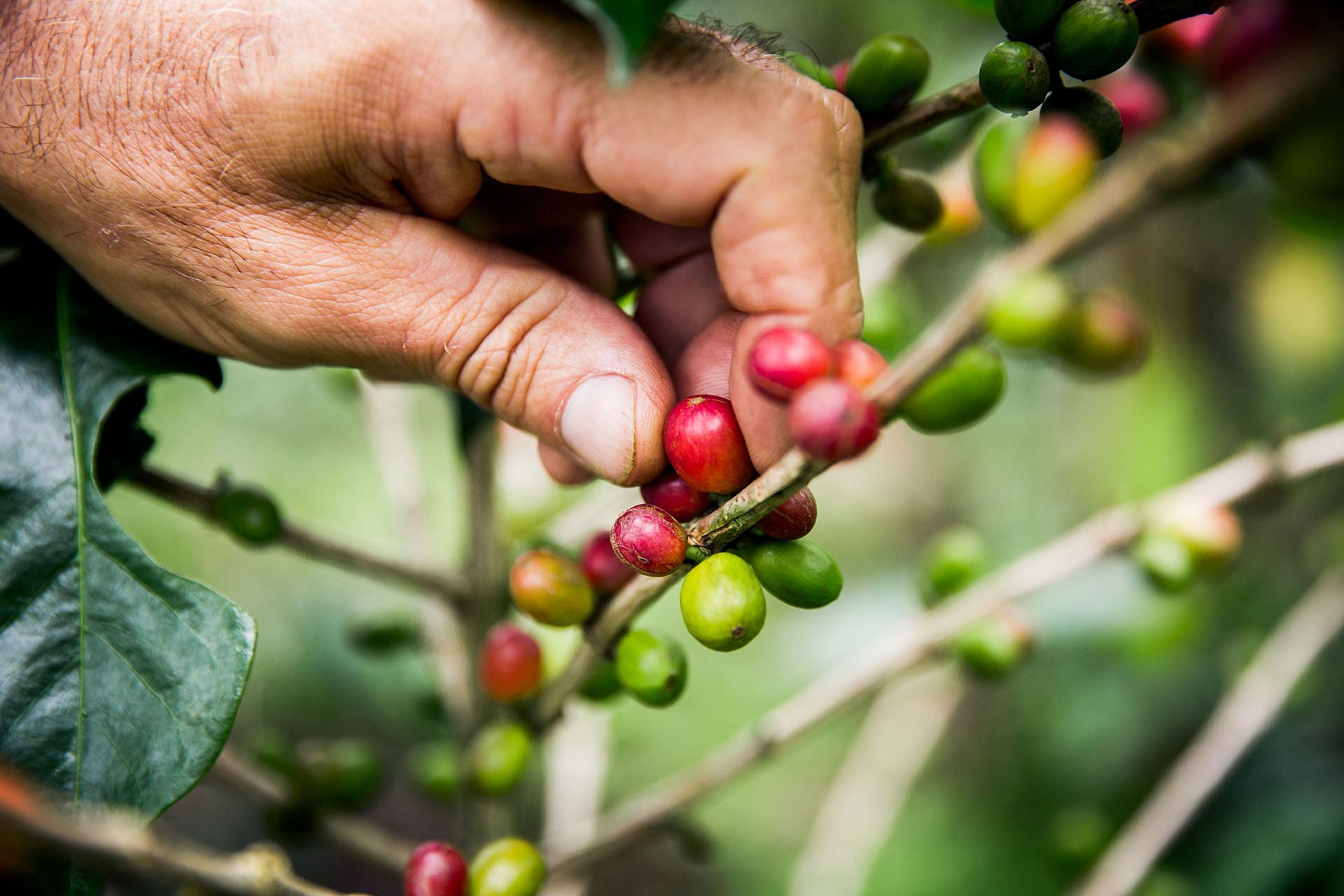 Picking ripe coffee beans at Batukaru