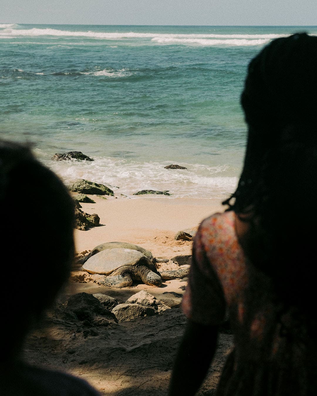 Two people in shadow close-up watch a turtle on the beach in Hawaii. Atmospheric