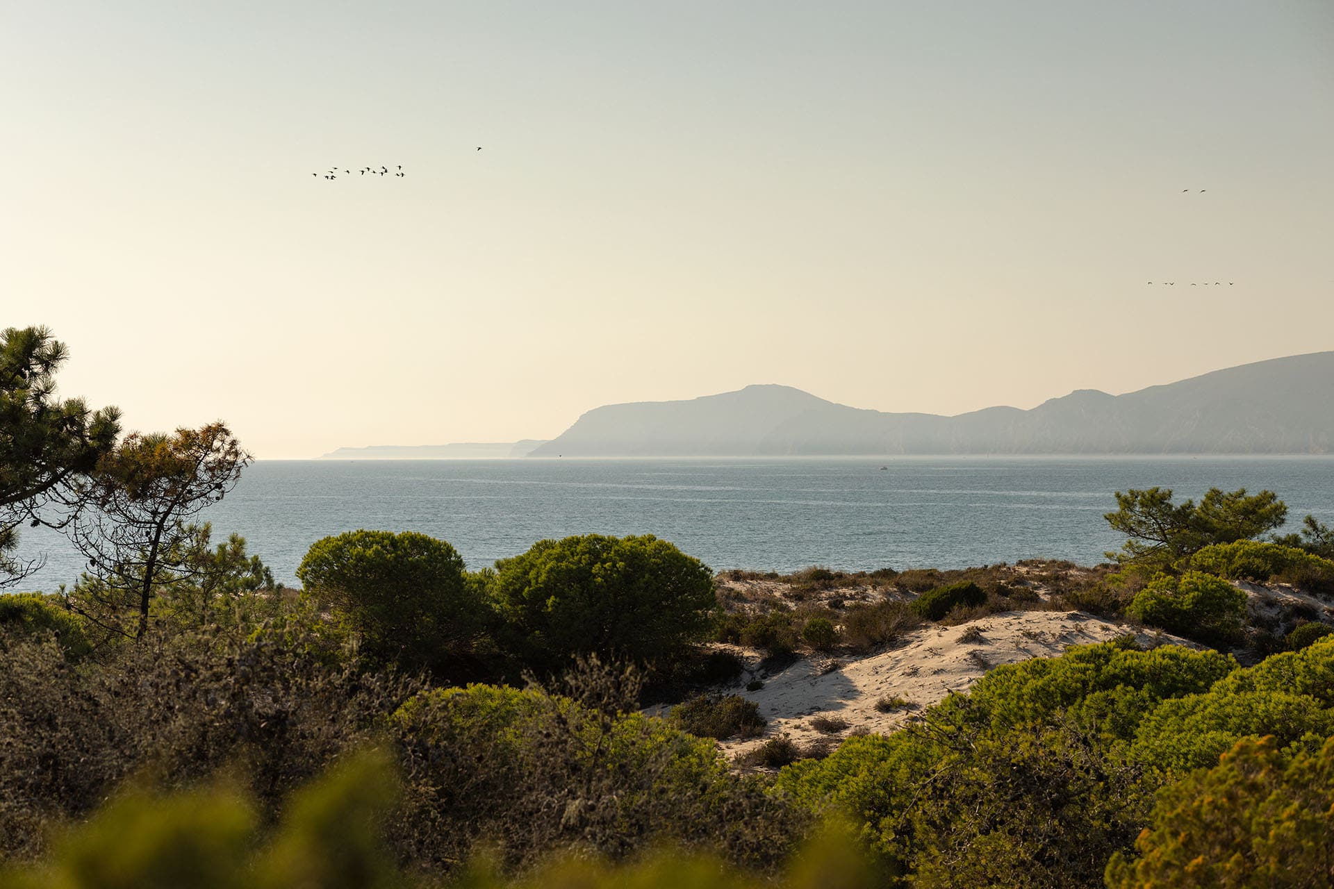 The wild dunes and pine forests of Comporta,Portugal. Photography Jody Daunton