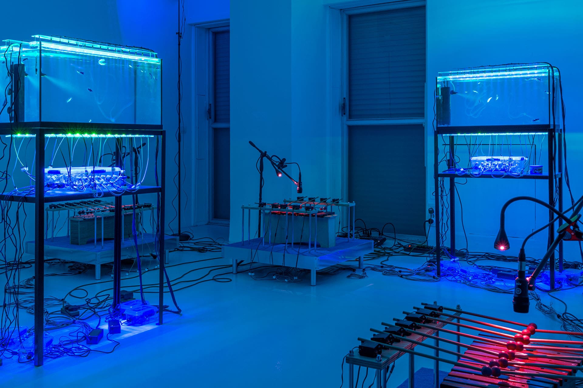 Fishphonics: Accelerando, a project by the artist Clara Hastrup at Matta Gallery